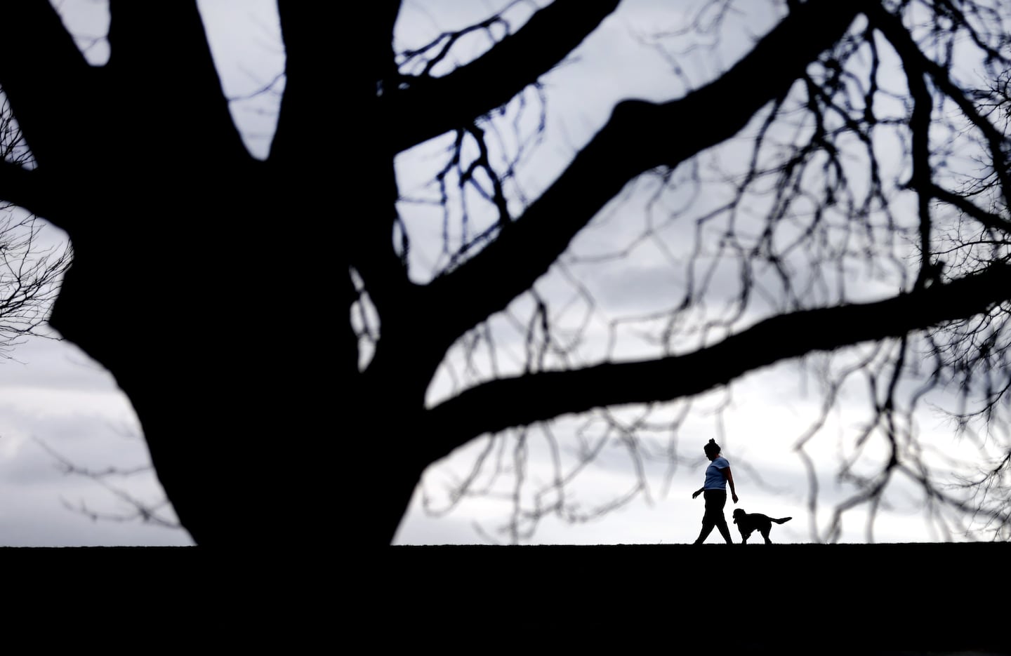 A woman walks a dog earlier this month atop a hill at Lasrz Anderson Park as a giant maple tree looms in the foreground. 