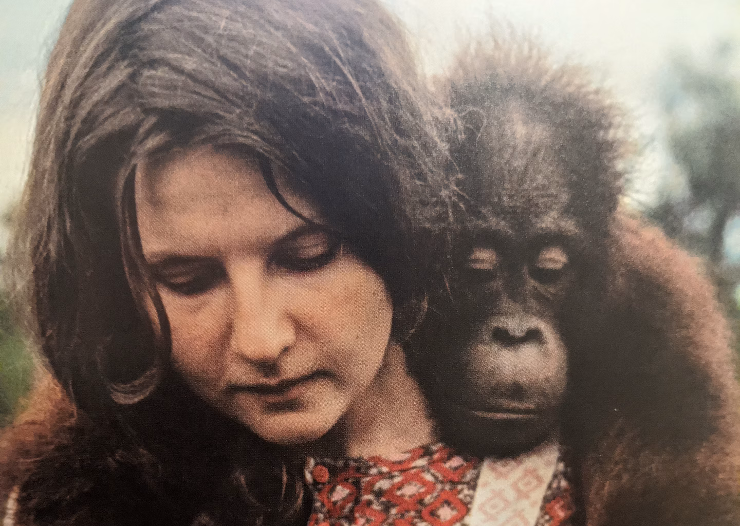 Biruté Galdikas, 79, has died. She made major discoveries about orangutans.