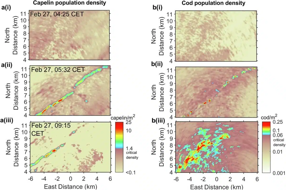 Capelin Fish And Cod Densities During The Predation Event.