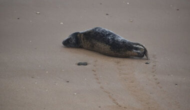 Poorly seal pup with cough rescued from beach in Margate – The Isle of Thanet News