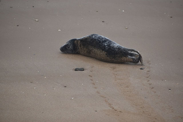 Poorly seal pup with cough rescued from beach in Margate – The Isle of Thanet News