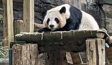 'Panda bond' continues as China sends giant pandas to US zoo