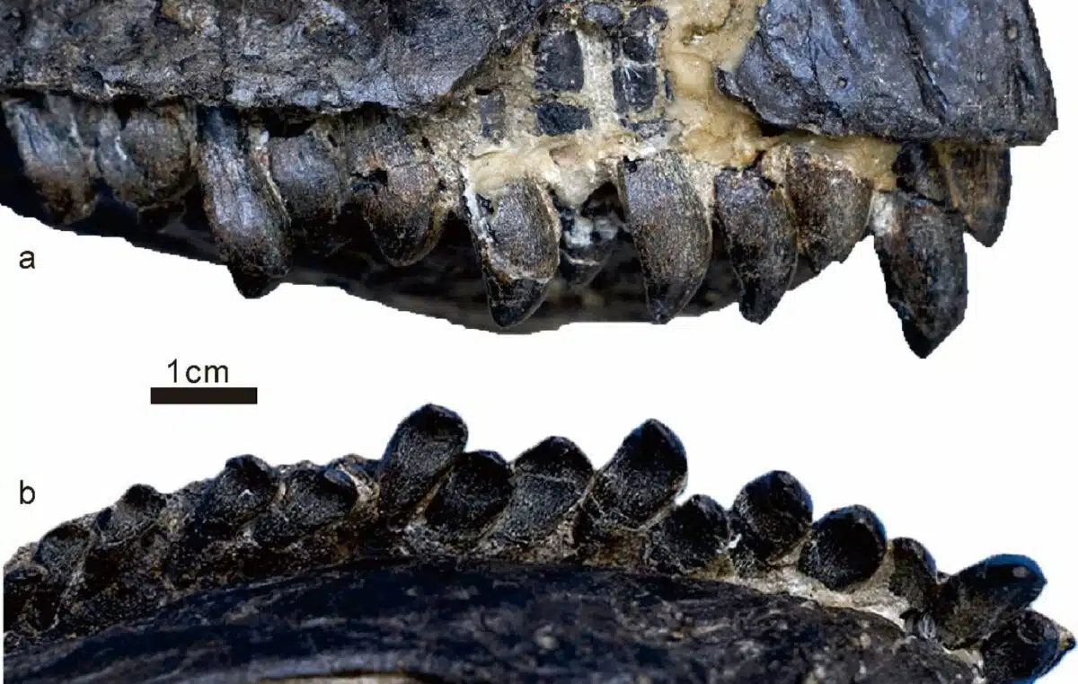 Close Up Views Of The Dentition Of Jinchuanloong Niedu, Showing The Characteristic Spoon Shaped Teeth