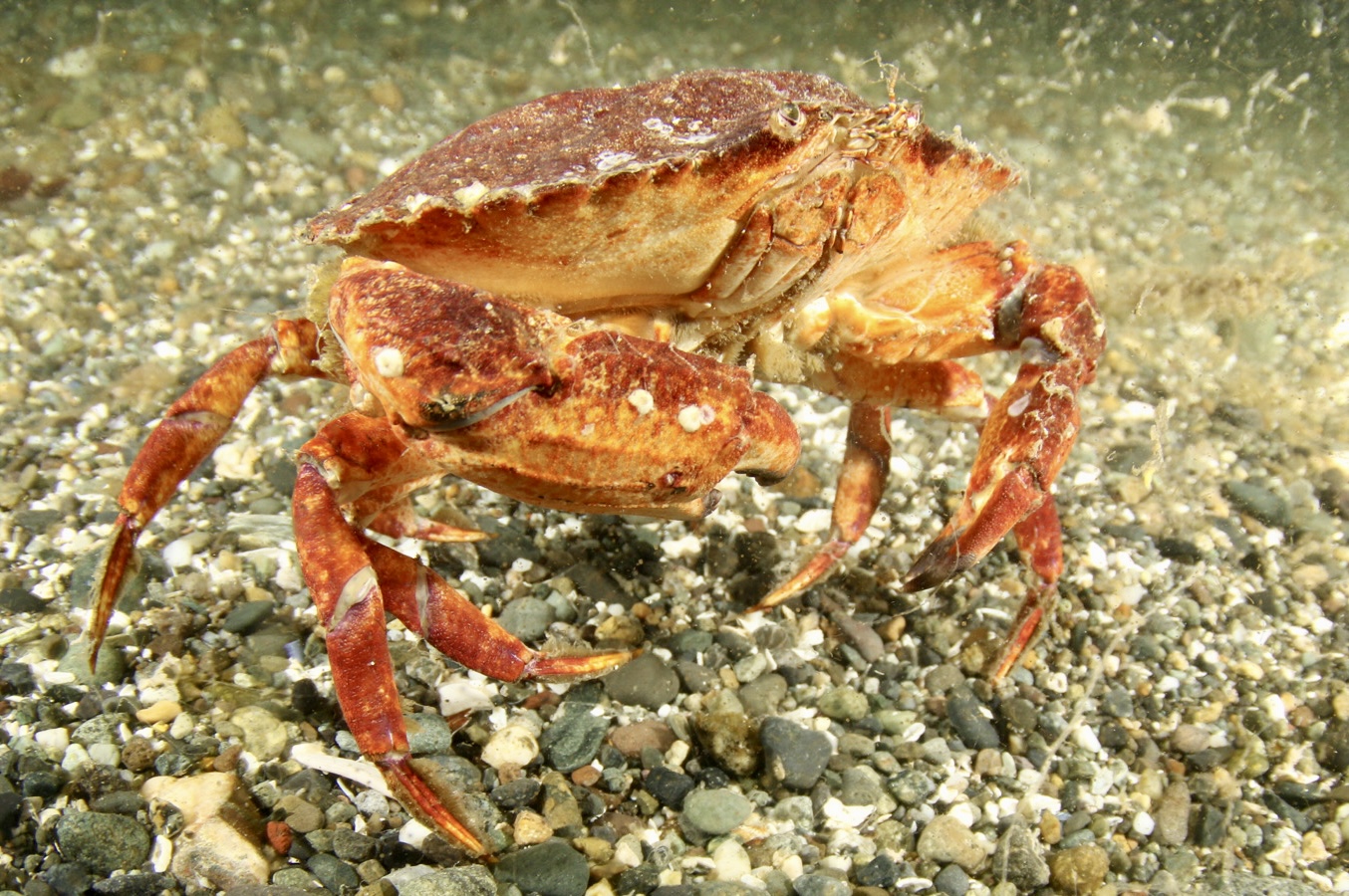 PMEL-coauthored research receives UK nomination for the prestigious Frontiers Planet Prize