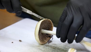 U.S. FDA plans ultra-fast review of three psychedelic drugs following Trump directive - CTV News