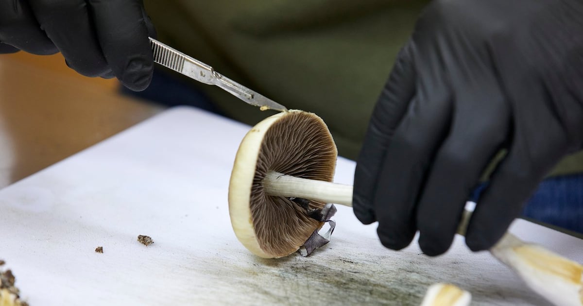 U.S. FDA plans ultra-fast review of three psychedelic drugs following Trump directive - CTV News