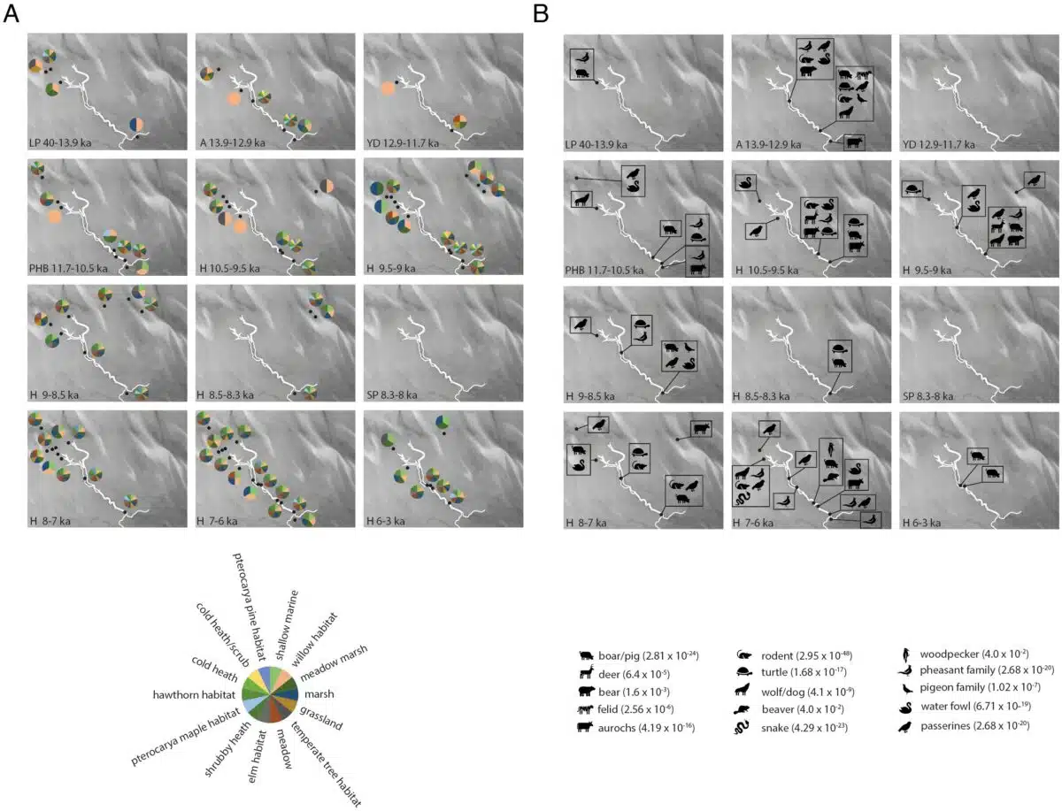 Dna Based Maps Revealing How Plant And Animal Life Evolved Across Doggerland Over Thousands Of Years.