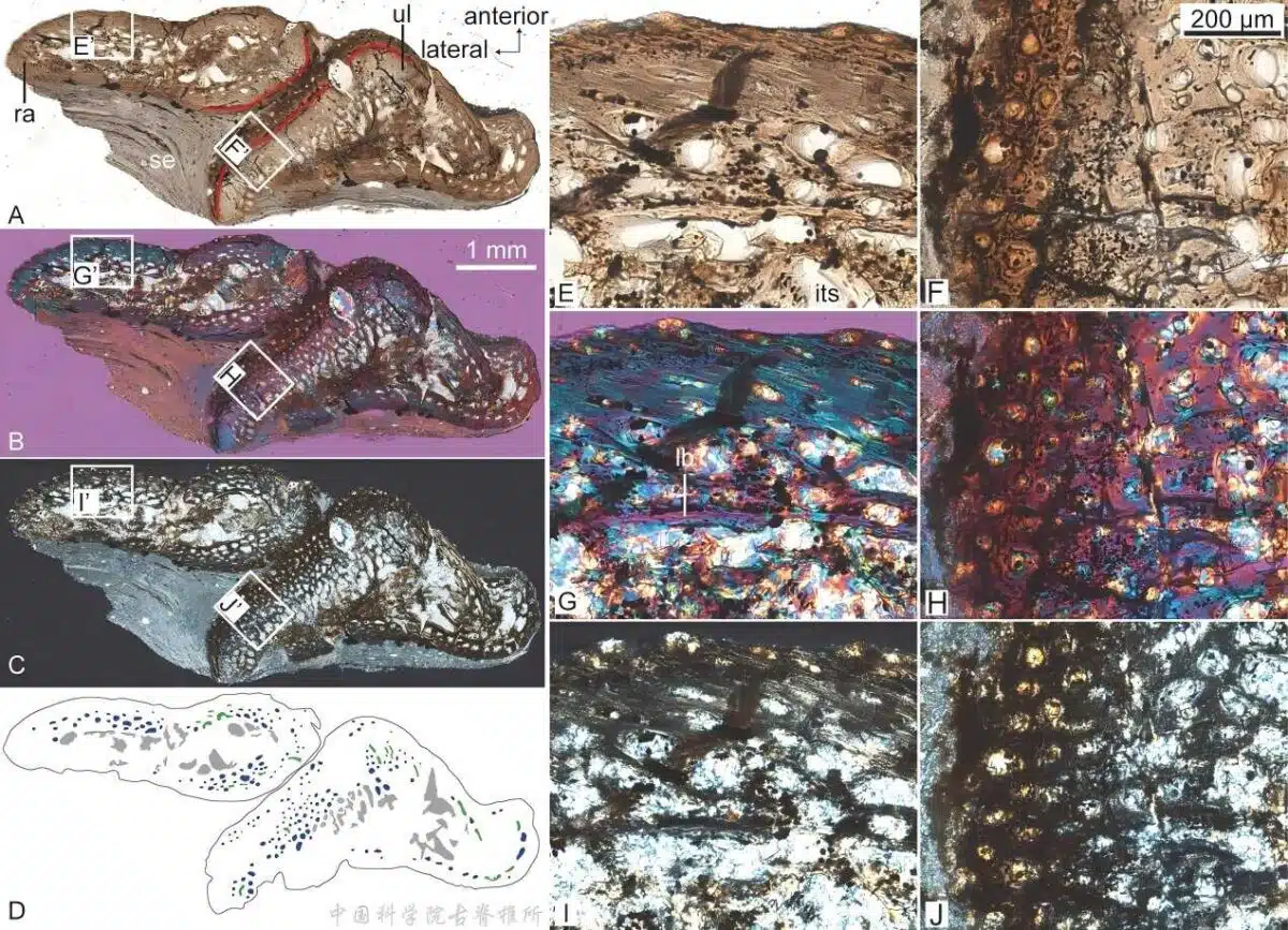 Detailed Images Showing The Bone Structure And Microanalysis Of Liaoningosaurus