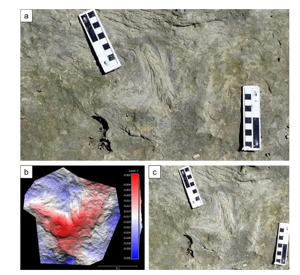 Detailed View And 3d Model Of A Cretaceous Dinosaur Track From The Brenton Formation.