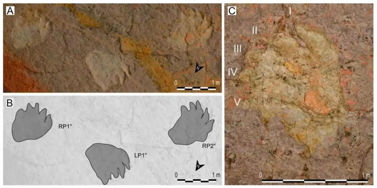 Dinosaur Footprints Preserved On The Ceiling Of The Castelbouc Cave, With 3d View, Sketch, And Close Up.