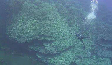 Divers Have Just Spotted A Massive Coral Over 100 Feet Wide That May Be Older Than Ancient Civilizations