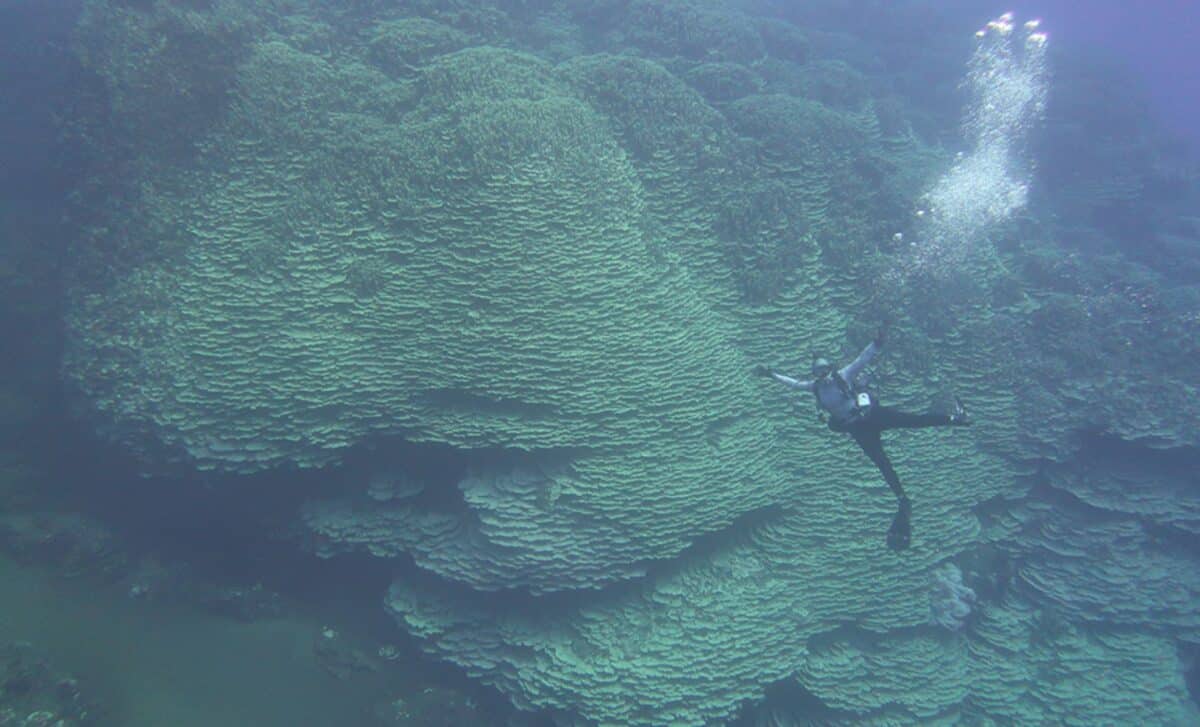 Divers Have Just Spotted A Massive Coral Over 100 Feet Wide That May Be Older Than Ancient Civilizations