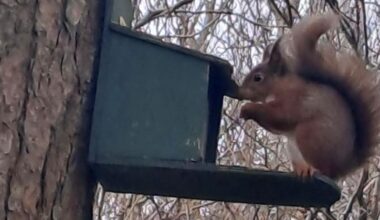 Beautiful native Red Squirrel spotted in Donegal Town!