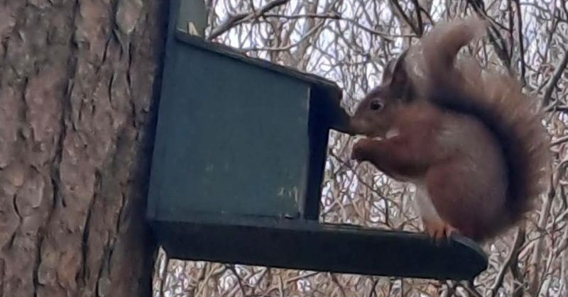 Beautiful native Red Squirrel spotted in Donegal Town!
