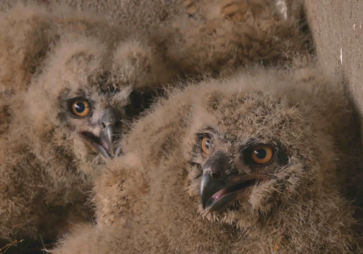 Eagle owl chicks