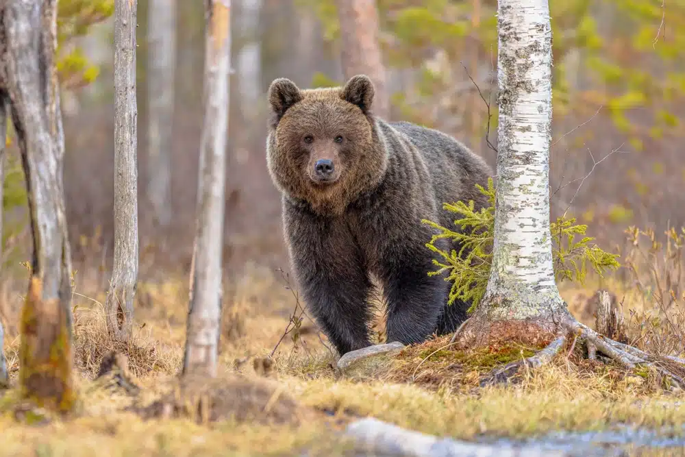 Eurasian,brown,bear,(ursus,arctos,arctos),is,one,of,the