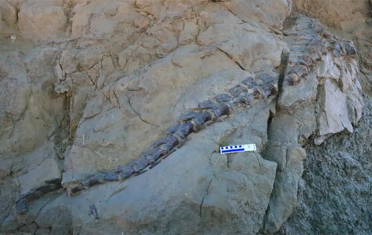 Field View Of The Jinchuanloong Niedu Fossil As Preserved In Situ Within The Xinhe Formation.