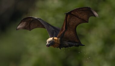 Australia’s flying foxes offer valuable services & deserve better reputation: Study
