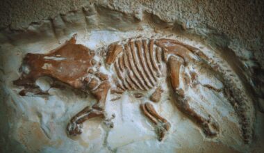 For 20 Years, Scientists Thought These Tiny Fossils Were Miniature Dinosaurs, They’ve Found They Were Completely Wrong