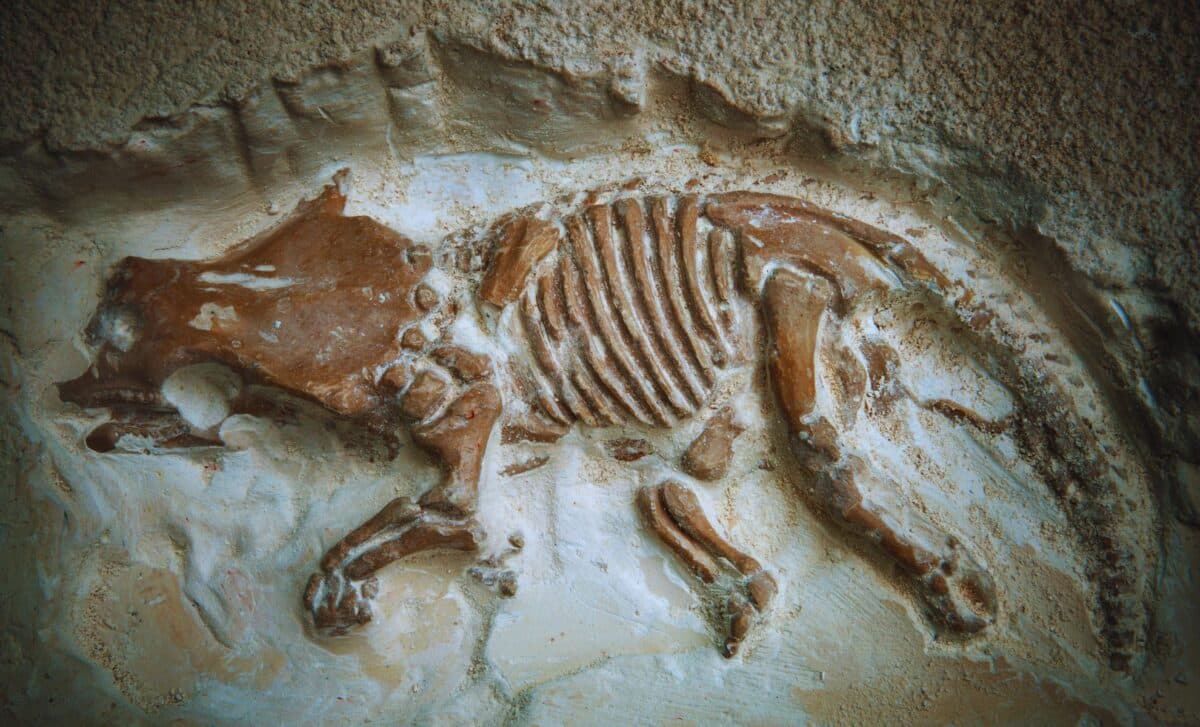 For 20 Years, Scientists Thought These Tiny Fossils Were Miniature Dinosaurs, They’ve Found They Were Completely Wrong