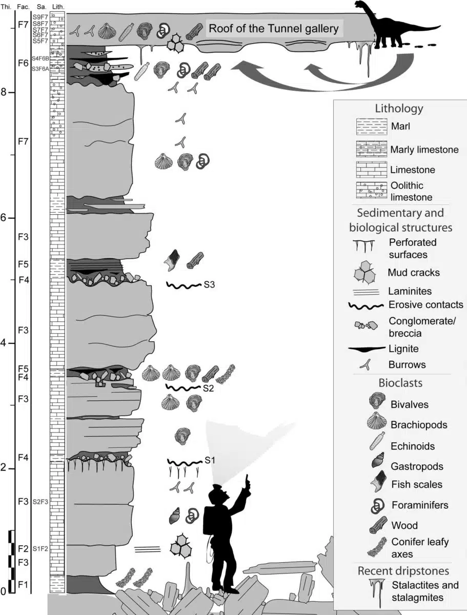 Geological Section Of The Castelbouc Cave Showing Inverted Layers And Ceiling Footprints.