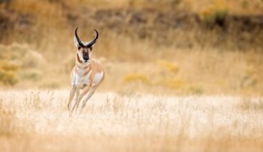 Pronghorn