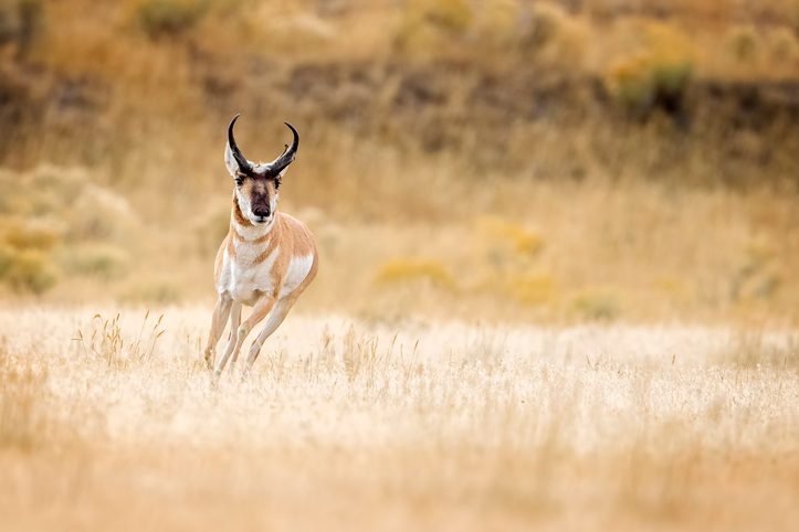 Pronghorn