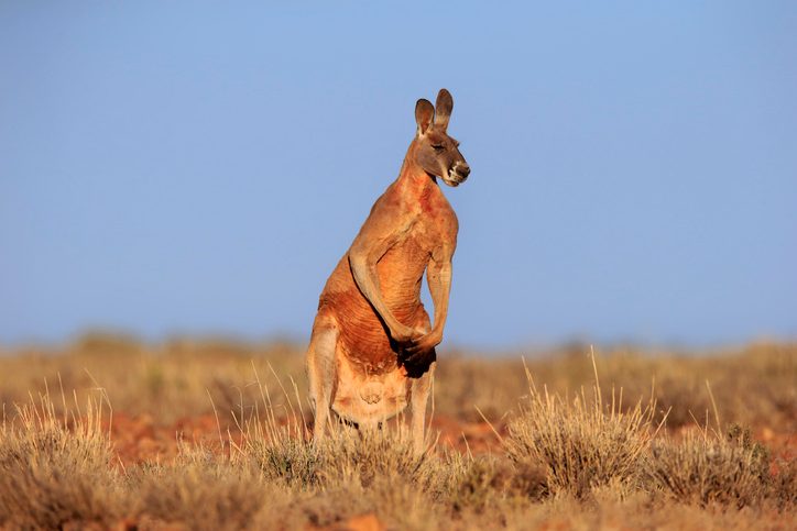 Red kangaroo