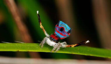 Peacock spider