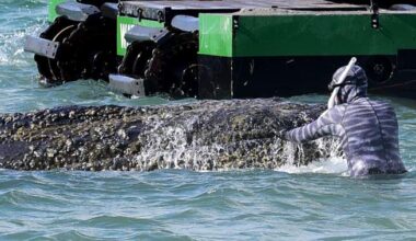 Multimillionaires band together in effort to save beached whale in Germany - National