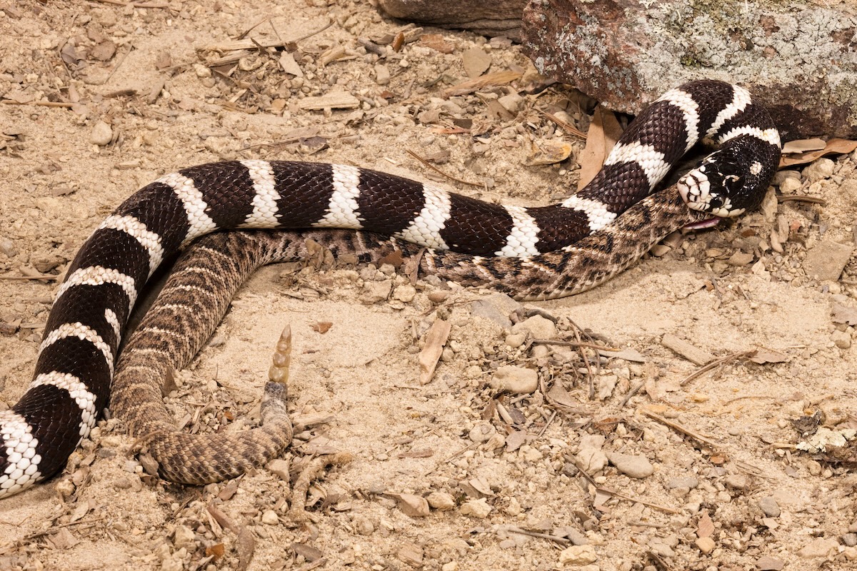 Trail Runners Stumble Upon Snake Devouring Another Snake