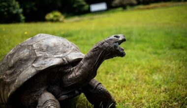 Seychelles giant tortoise