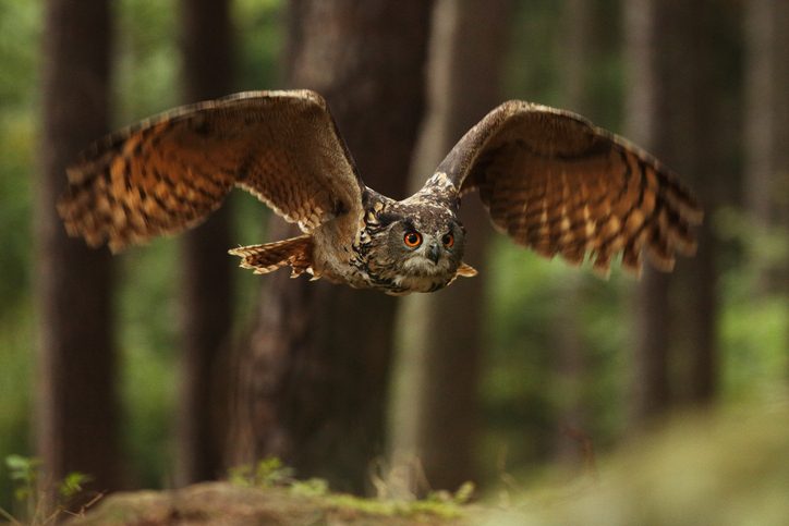 Eurasian eagle owl