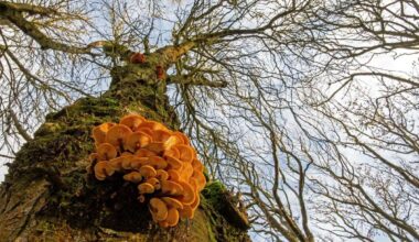 Wick-based Ken wins botanical category of Scottish Nature Photography Awards