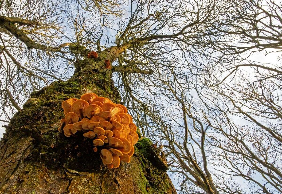 Wick-based Ken wins botanical category of Scottish Nature Photography Awards