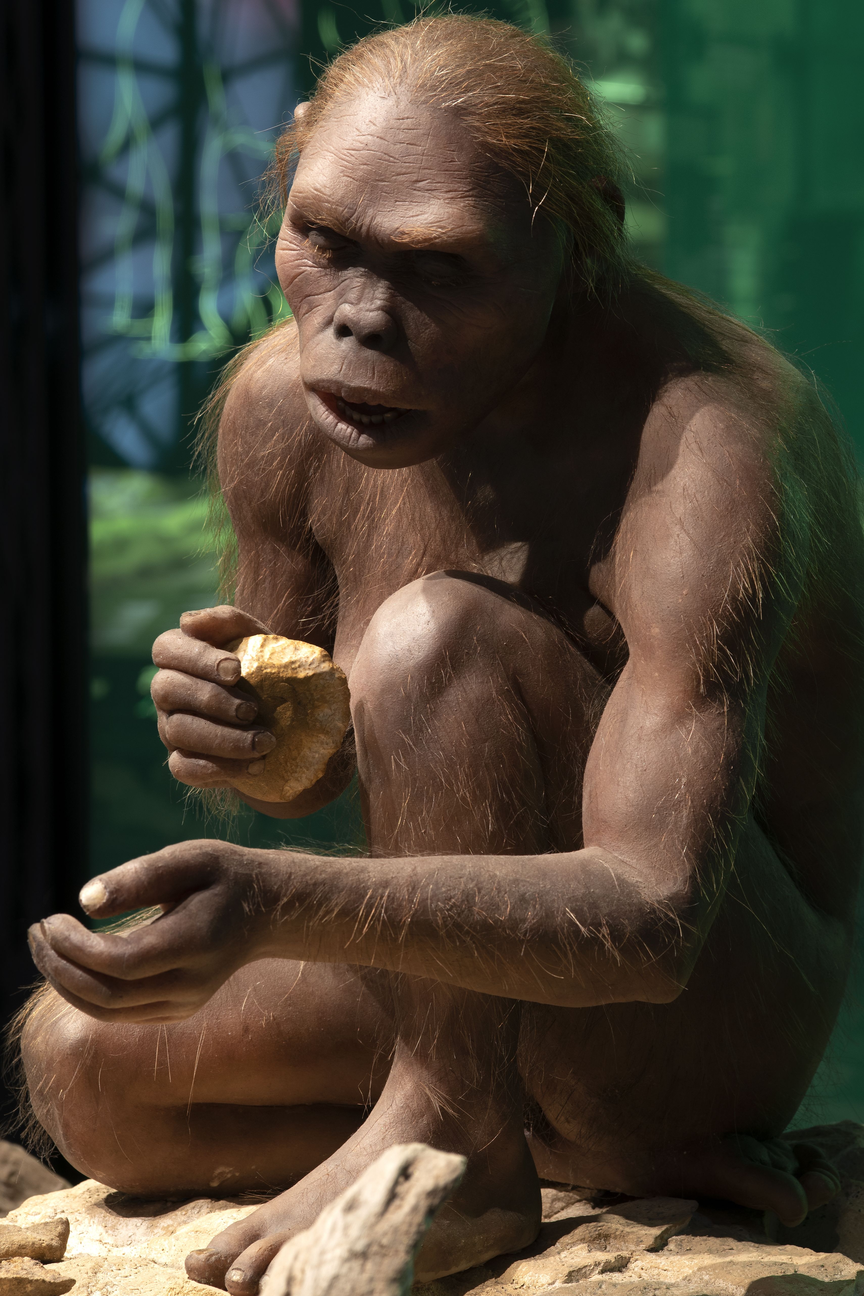 A mannequin of a Homo habilis individual, sitting crouched in a diorama, the right hand holding a white leaf and the left outstretched.