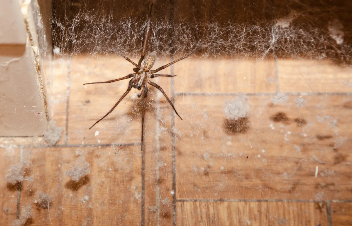 Giant house spider