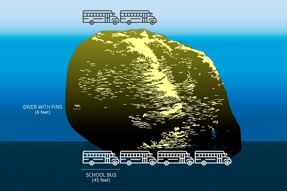 Illustration Of The Measured Dimensions Of The Porites Rus Colony