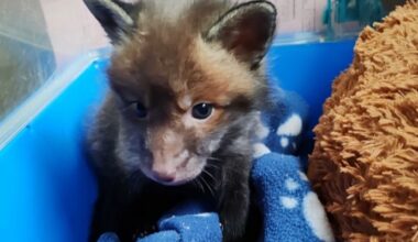 Burnham wildlife carers hail ‘remarkable progress’ of orphaned fox cub