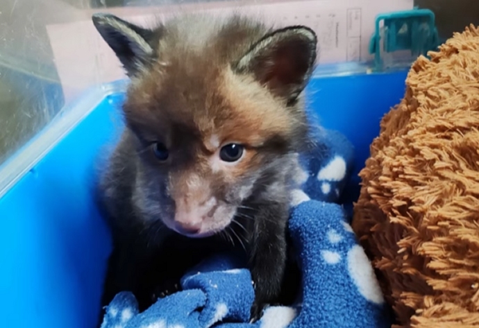 Burnham wildlife carers hail ‘remarkable progress’ of orphaned fox cub
