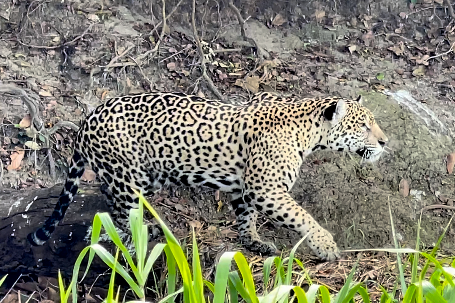 Jaguars are a single species across their entire range, from Mexico to Argentina, but their habitat is highly fragmented and some populations, like those in Brazil’s Atlantic Forest, are in danger of disappearing.