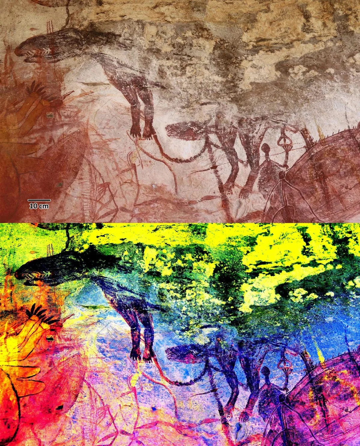 Injalak Hill large naturalistic style thylacine with sharp teeth