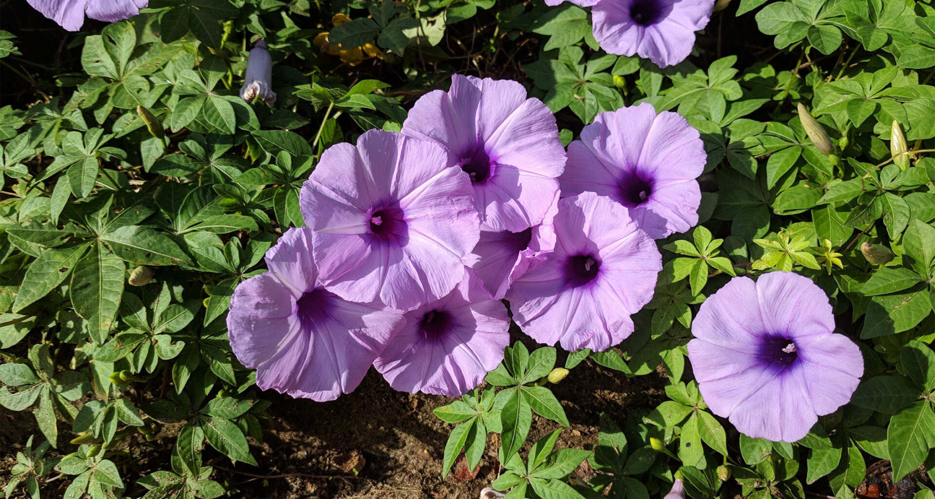 In Indonesia, a coastal vine used as medicine now signals ecological decline