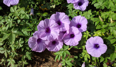 In Indonesia, a coastal vine used as medicine now signals ecological decline