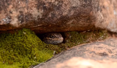 Scientists identify rare new species found nowhere else on Earth