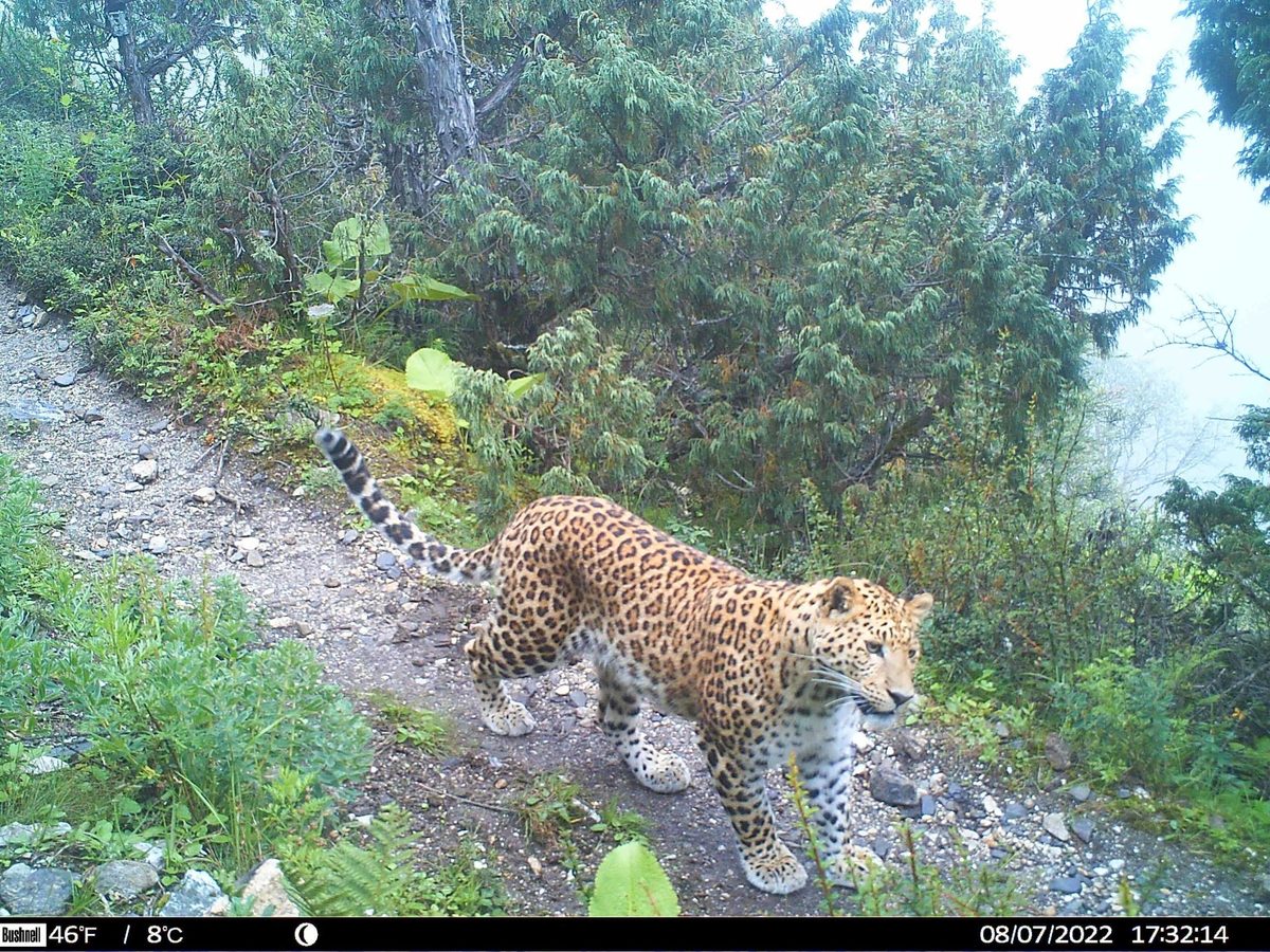 Leopard in Lapchi Valley, Himalayas, Nepal