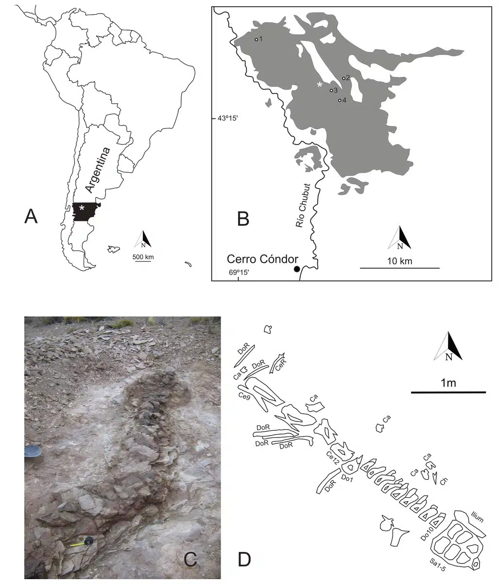 Location And Fossil Remains Of Bicharracosaurus Dionidei In Patagonia, Argentina.