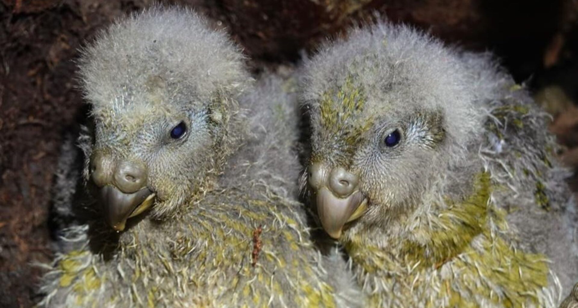 Two yellow and gray parrot chicks sit side by side against a dark background.