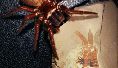 Megachelicerax cousteaui