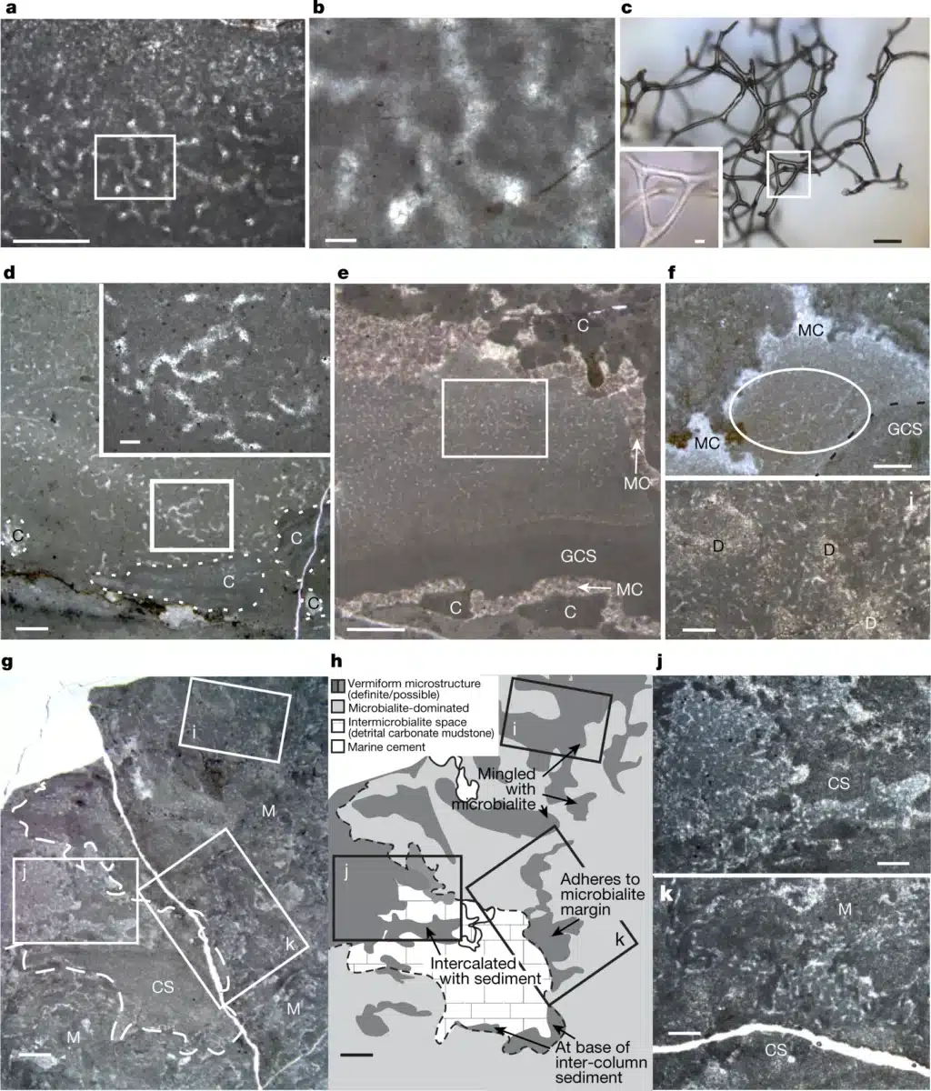 Microscopic Views Of Ancient Rocks Showing Possible Sponge Like Fossil Structures.